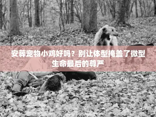 安葬宠物小鸡好吗？别让体型掩盖了微型生命最后的尊严