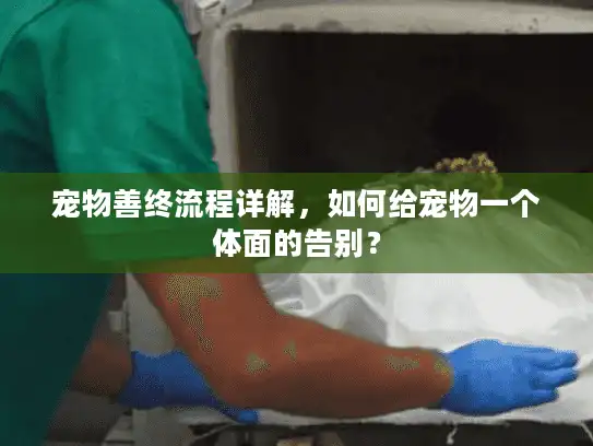 宠物善终流程详解，如何给宠物一个体面的告别？