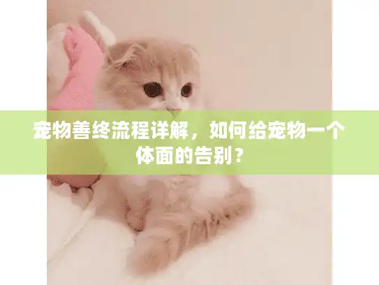 宠物善终流程详解，如何给宠物一个体面的告别？