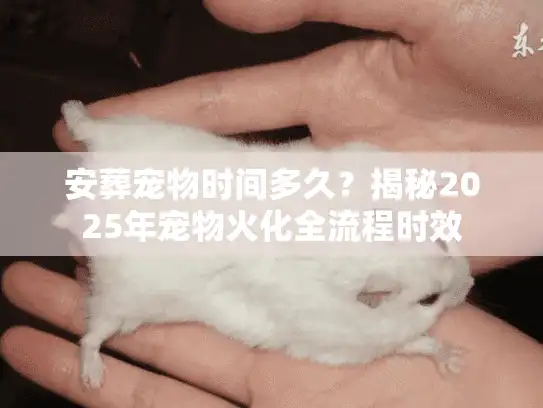 安葬宠物时间多久？揭秘2025年宠物火化全流程时效