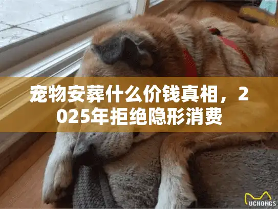 宠物安葬什么价钱真相，2025年拒绝隐形消费