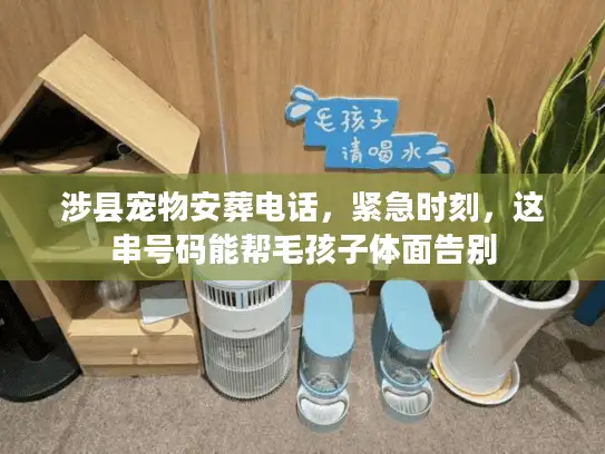 涉县宠物安葬电话，紧急时刻，这串号码能帮毛孩子体面告别