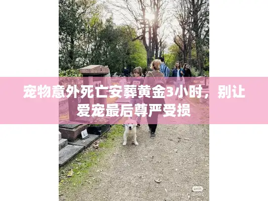 宠物意外死亡安葬黄金3小时，别让爱宠最后尊严受损