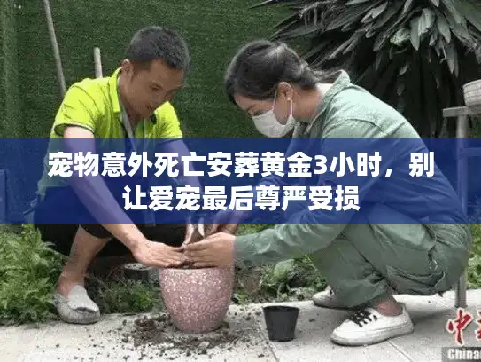 宠物意外死亡安葬黄金3小时，别让爱宠最后尊严受损