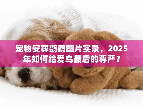 宠物安葬鹦鹉图片实录，2025年如何给爱鸟最后的尊严？