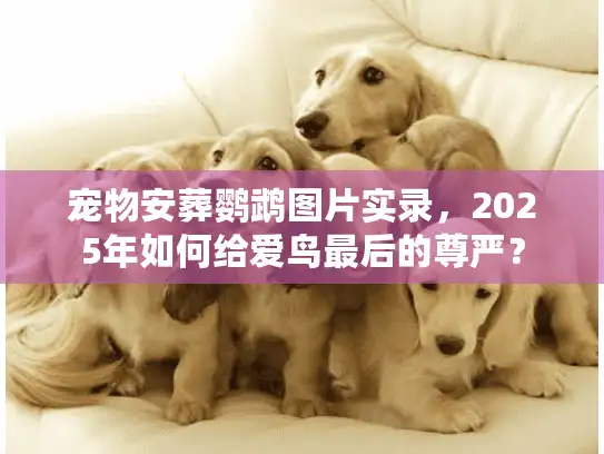 宠物安葬鹦鹉图片实录，2025年如何给爱鸟最后的尊严？