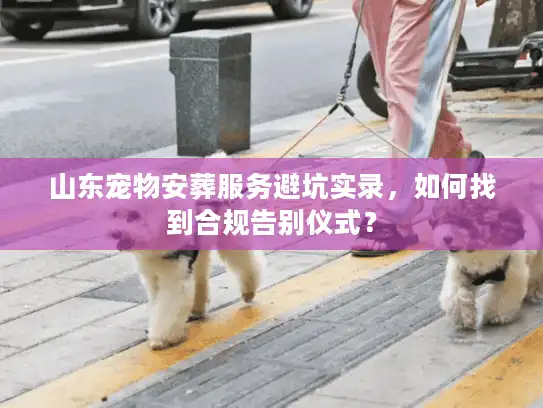 山东宠物安葬服务避坑实录，如何找到合规告别仪式？