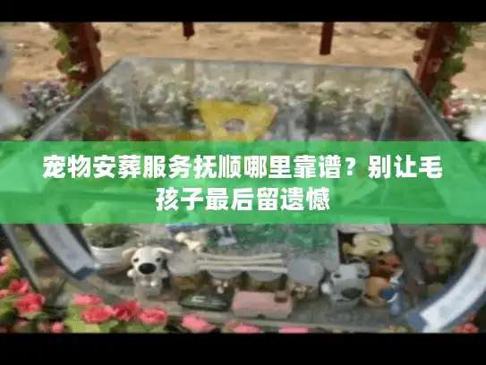 宠物安葬服务抚顺哪里靠谱？别让毛孩子最后留遗憾