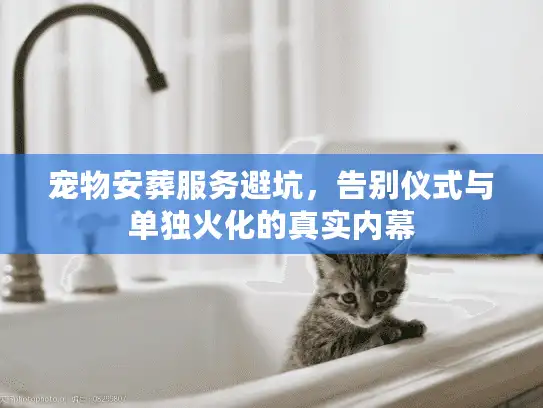 宠物安葬服务避坑，告别仪式与单独火化的真实内幕