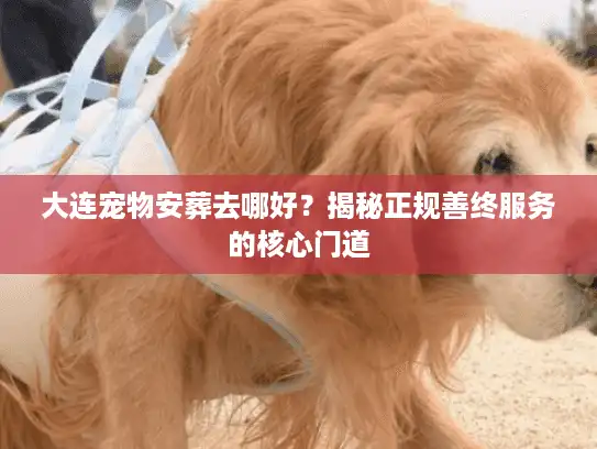 大连宠物安葬去哪好？揭秘正规善终服务的核心门道