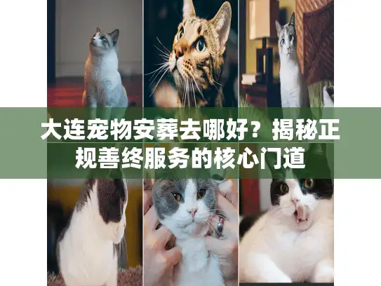 大连宠物安葬去哪好？揭秘正规善终服务的核心门道