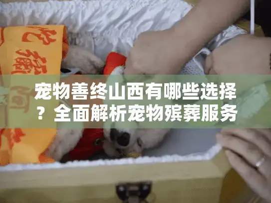 宠物善终山西有哪些选择？全面解析宠物殡葬服务流程与费用