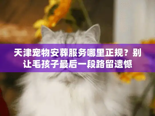 天津宠物安葬服务哪里正规？别让毛孩子最后一段路留遗憾