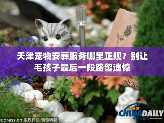 天津宠物安葬服务哪里正规？别让毛孩子最后一段路留遗憾