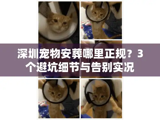 深圳宠物安葬哪里正规？3个避坑细节与告别实况