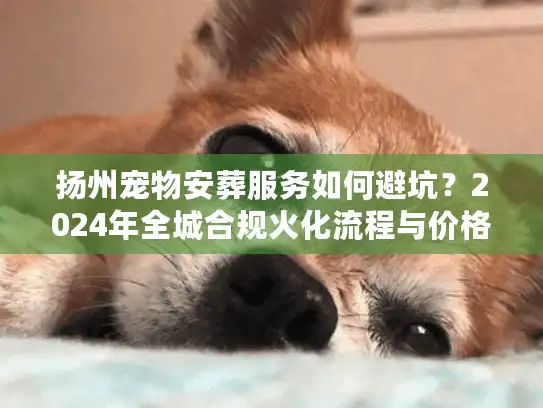 扬州宠物安葬服务如何避坑？2024年全城合规火化流程与价格揭秘