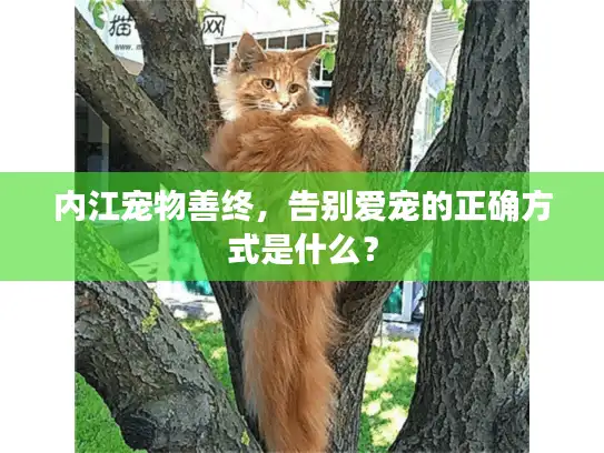内江宠物善终，告别爱宠的正确方式是什么？