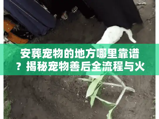 安葬宠物的地方哪里靠谱？揭秘宠物善后全流程与火化避雷门道