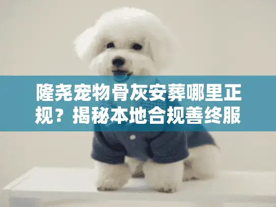隆尧宠物骨灰安葬哪里正规？揭秘本地合规善终服务与隐形消费