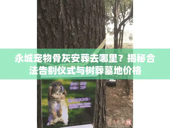 永城宠物骨灰安葬去哪里？揭秘合法告别仪式与树葬墓地价格