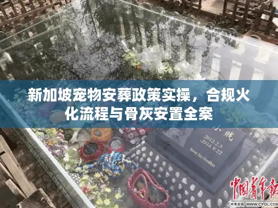 新加坡宠物安葬政策实操，合规火化流程与骨灰安置全案