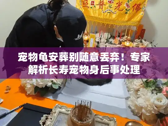 宠物龟安葬别随意丢弃！专家解析长寿宠物身后事处理