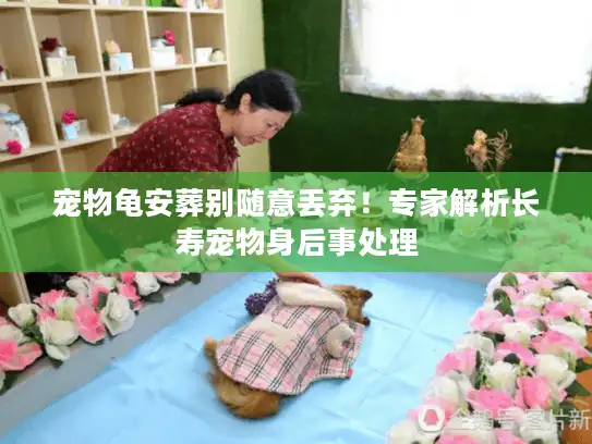 宠物龟安葬别随意丢弃！专家解析长寿宠物身后事处理