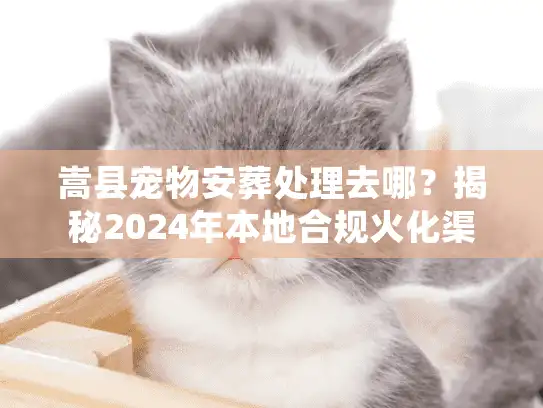 嵩县宠物安葬处理去哪？揭秘2024年本地合规火化渠道与避坑术