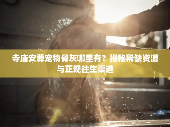 寺庙安葬宠物骨灰哪里有？揭秘稀缺资源与正规往生渠道