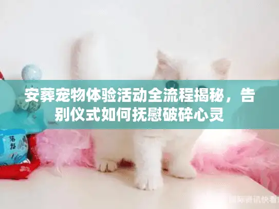 安葬宠物体验活动全流程揭秘，告别仪式如何抚慰破碎心灵