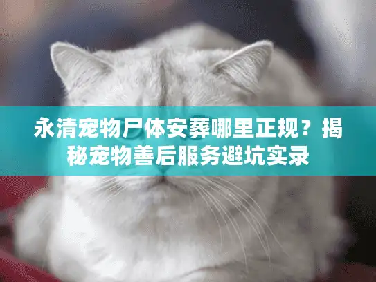 永清宠物尸体安葬哪里正规？揭秘宠物善后服务避坑实录