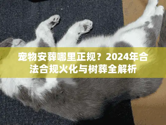 宠物安葬哪里正规？2024年合法合规火化与树葬全解析