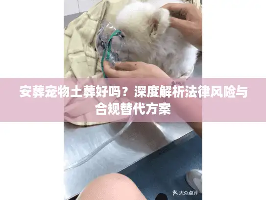 安葬宠物土葬好吗？深度解析法律风险与合规替代方案