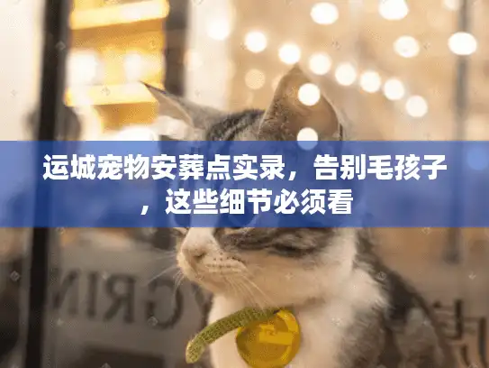 运城宠物安葬点实录，告别毛孩子，这些细节必须看