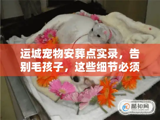 运城宠物安葬点实录，告别毛孩子，这些细节必须看