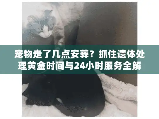 宠物走了几点安葬？抓住遗体处理黄金时间与24小时服务全解