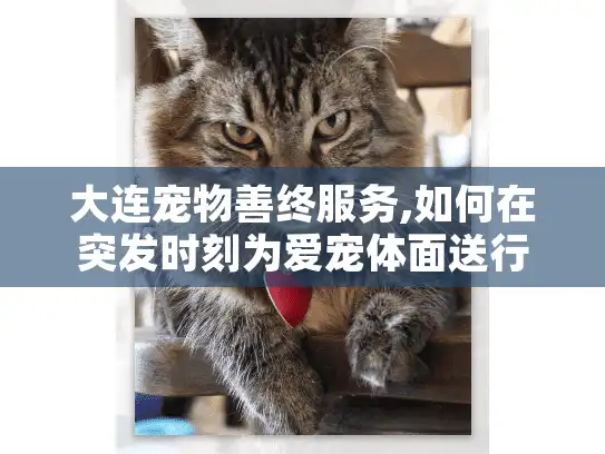 大连宠物善终服务,如何在突发时刻为爱宠体面送行?