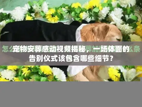 宠物安葬感动视频揭秘，一场体面的告别仪式该包含哪些细节？