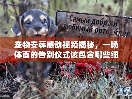 宠物安葬感动视频揭秘，一场体面的告别仪式该包含哪些细节？