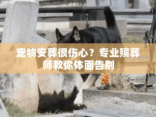 宠物安葬很伤心？专业殡葬师教你体面告别