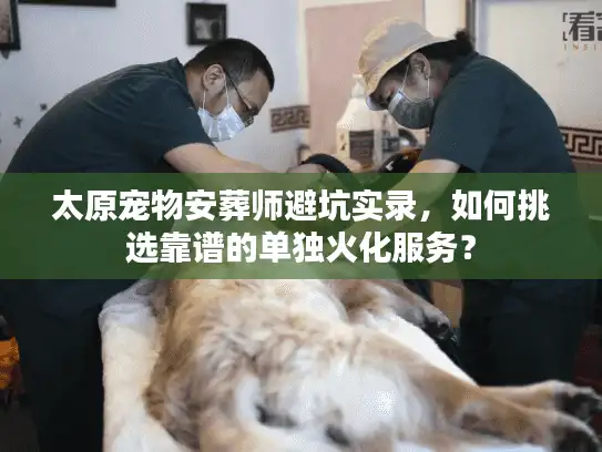 太原宠物安葬师避坑实录，如何挑选靠谱的单独火化服务？