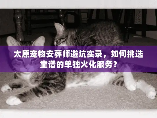 太原宠物安葬师避坑实录，如何挑选靠谱的单独火化服务？