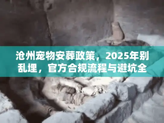 沧州宠物安葬政策，2025年别乱埋，官方合规流程与避坑全解