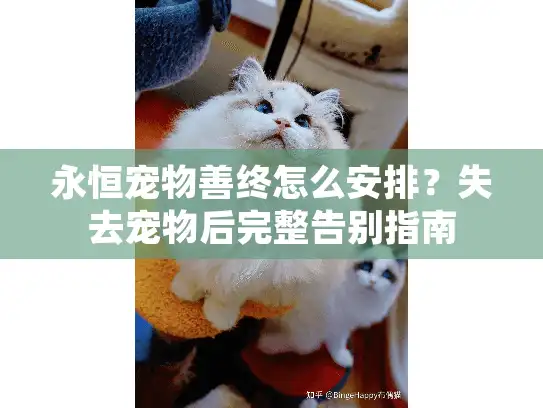 永恒宠物善终怎么安排？失去宠物后完整告别指南