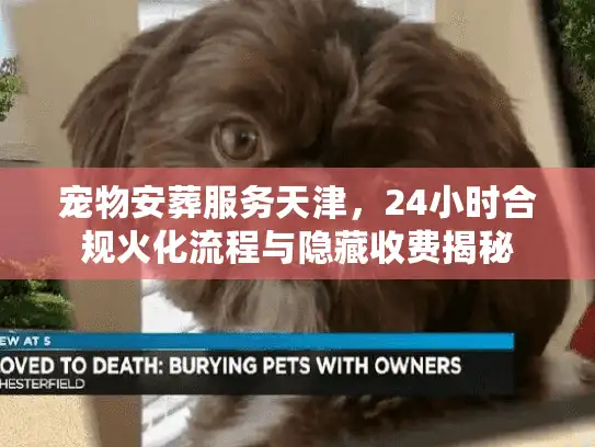 宠物安葬服务天津，24小时合规火化流程与隐藏收费揭秘