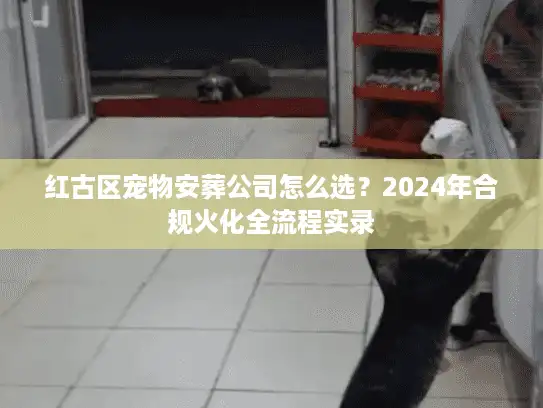 红古区宠物安葬公司怎么选？2024年合规火化全流程实录
