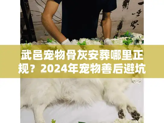 武邑宠物骨灰安葬哪里正规？2024年宠物善后避坑实录