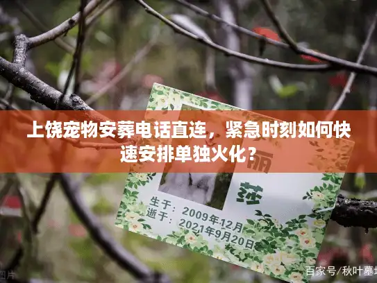 上饶宠物安葬电话直连，紧急时刻如何快速安排单独火化？