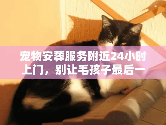 宠物安葬服务附近24小时上门，别让毛孩子最后一程留遗憾