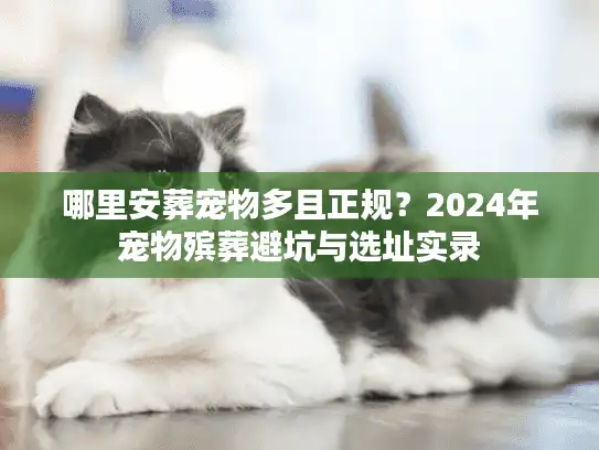 哪里安葬宠物多且正规？2024年宠物殡葬避坑与选址实录